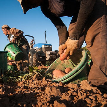 A person picking potatoes in a bucket
Description automatically generated